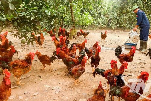 Hướng đi bền vững trong phát triển chăn nuôi