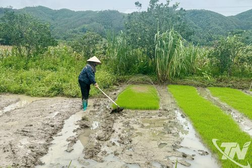 Cung ứng trên 54 nghìn tấn giống lúa phục vụ sản xuất