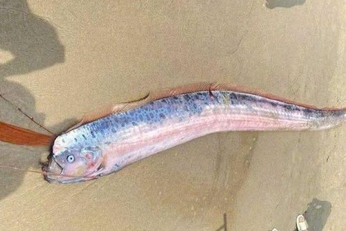 Phát hiện xác cá hố rồng dài gần 2m bất ngờ dạt vào bãi biển Đà Nẵng