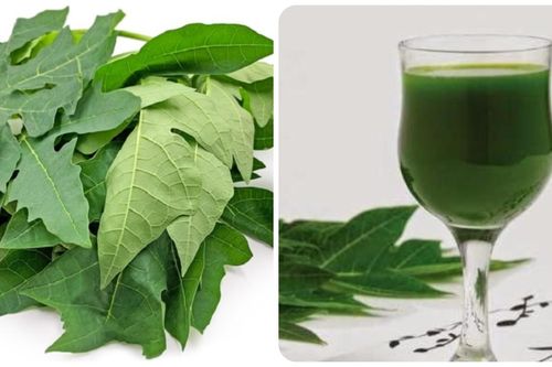Uống nước lá đu đủ hàng ngày có tốt?