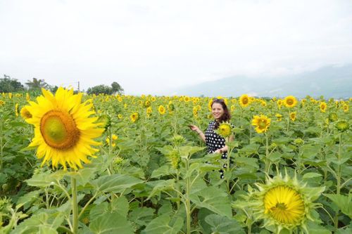 'Phát sốt' với cánh đồng hoa hướng dương rộng hơn 1,3 hecta ở Đà Nẵng