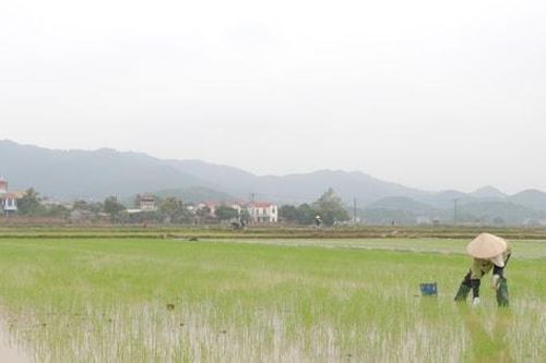 Hà Nội chủ động phòng trừ sâu bệnh hại lúa xuân
