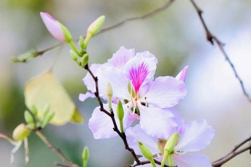 Dịu dàng sắc tím hoa ban giữa lòng Thủ đô