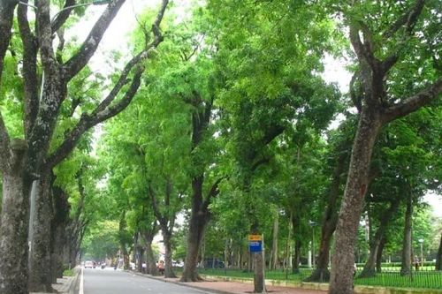 Tầm nhìn trong quy hoạch phát triển hệ thống cây xanh của thủ đô Hà Nội