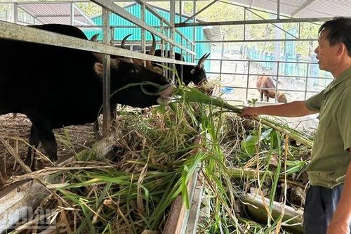 Nghiệm thu đề tài 'Bảo tồn và sử dụng bền vững nguồn gene bò tót lai F1 giữa bò cái nhà và bò tót đực' tại Khánh Hòa