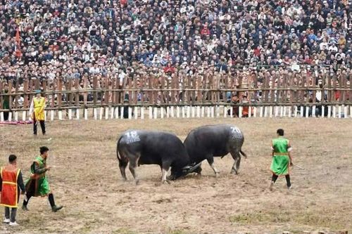 Hàng chục nghìn người tham dự Lễ hội chọi trâu Hải Lựu