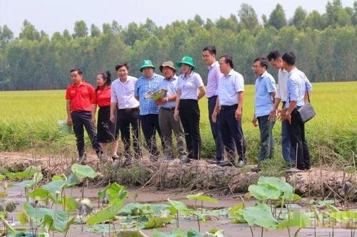 Đầu năm xuống ruộng, tìm cách 'trị bệnh' cho sen ở Đồng Tháp