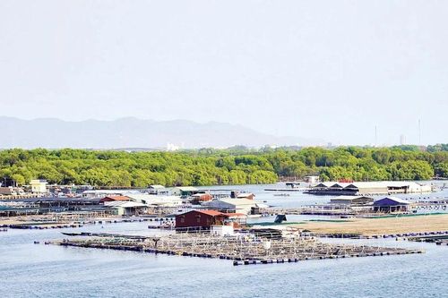 Phát triển xanh ở xã đảo Long Sơn