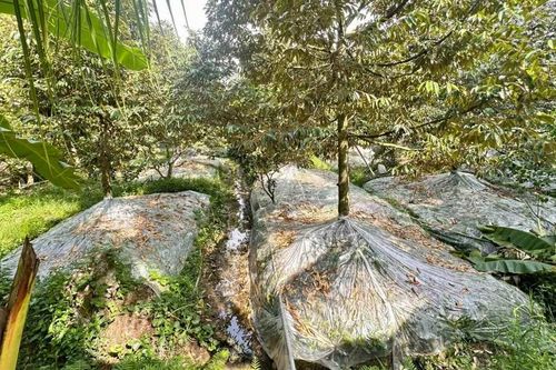 Đồng Tháp bảo vệ vùng chuyên canh sầu riêng trước hạn mặn
