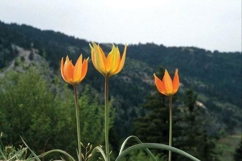 Sự thật kỳ thú không phải ai cũng biết về hoa tulip