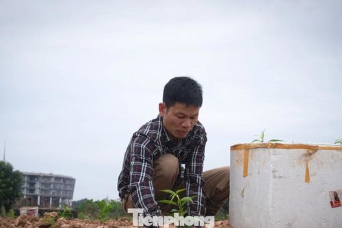Nông dân Thủ đô tính bài toán 'lấy ngắn nuôi dài' sau vụ đào Tết