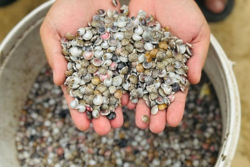 Quảng Ngãi vào mùa ốc gạo, ngư dân kiếm tiền triệu sau mỗi chuyến ra khơi
