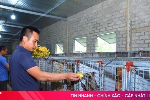 Bí quyết nuôi chồn hương thu tiền tỷ của nông dân Hà Tĩnh