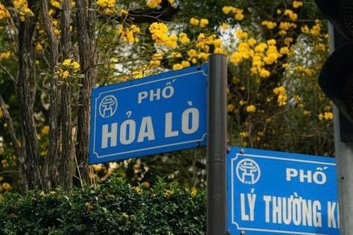 Hoa phong linh nhuộm vàng rực trời Hà Nội