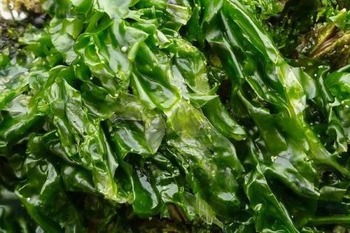 Loại rau xanh mướt hiếm khi 'ngậm' thuốc trừ sâu, trời Tây mê tít: Ra chợ Việt là thấy đầy