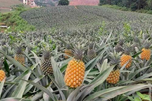 Hà Tĩnh hướng tới trung tâm cây ăn quả và chế biến xuất khẩu Bắc Trung Bộ