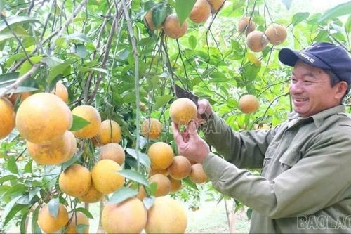 Động lực chuyển đổi sản xuất nông nghiệp hàng hóa