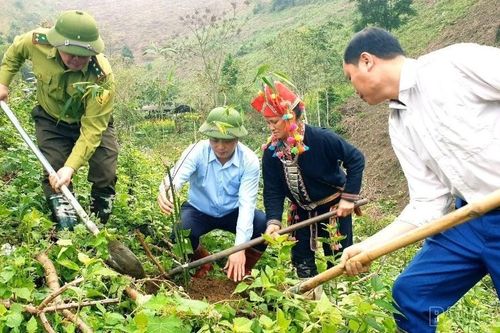 Các xã khu vực Văn Bàn trồng hơn 15.300 cây phân tán và trên 3 ha rừng đầu xuân 2026