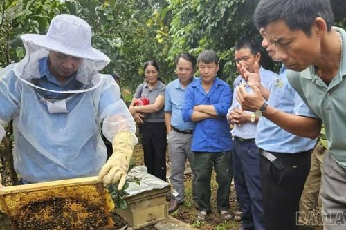 Hiệu quả bước đầu từ mô hình nuôi ong mật gắn với liên kết tiêu thụ sản phẩm