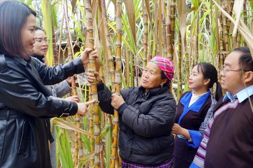 Những đảng viên tiên phong phát triển kinh tế ở Khao Mang