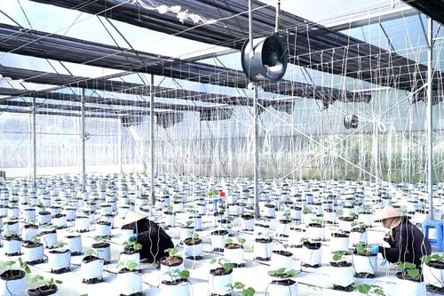 Thúc đẩy cơ giới hóa trong sản xuất nông nghiệp