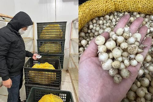 Bảo quản lạnh nén củ, phát triển sản phẩm theo hướng hàng hóa