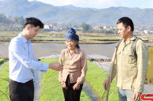 Mường Chanh gieo cấy lúa xuân