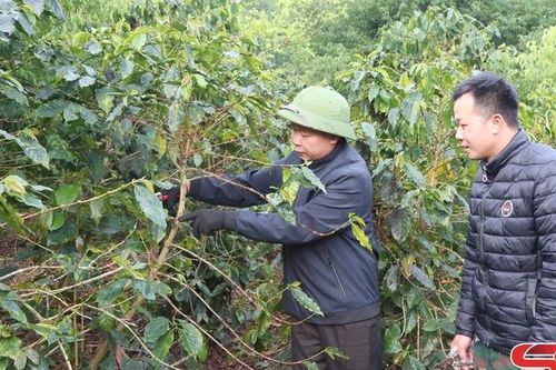 Nông dân Chiềng An chăm sóc cà phê sau thu hoạch