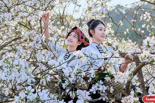 Thiếu nữ Thái bên rừng ban trắng