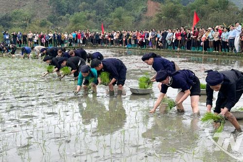 Hối hả xuống đồng, hứa hẹn vụ xuân thắng lợi