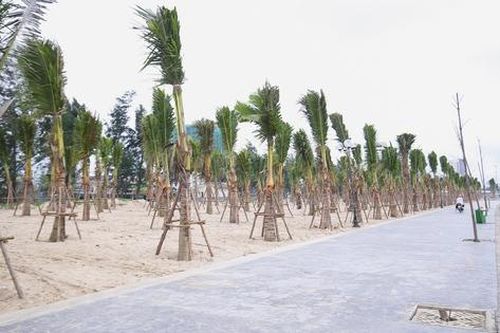 Nghệ An: Trồng rừng dừa xanh tạo điểm nhấn biển Cửa Lò trước mùa du lịch