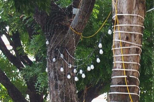 Hà Nội đề xuất phải xin phép nếu muốn giăng đèn trang trí lên cây xanh