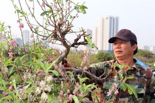 Nhà vườn trồng lại đào sau Tết, chuẩn bị cho mùa vụ mới