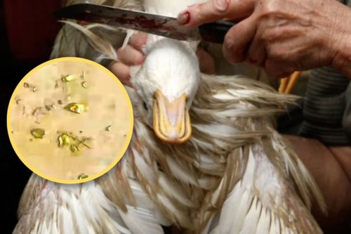 Phát hiện vàng khi mổ vịt ở Trung Quốc