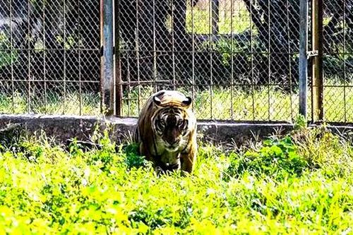 CITES khuyến nghị Việt Nam không thành lập mới cơ sở nuôi hổ