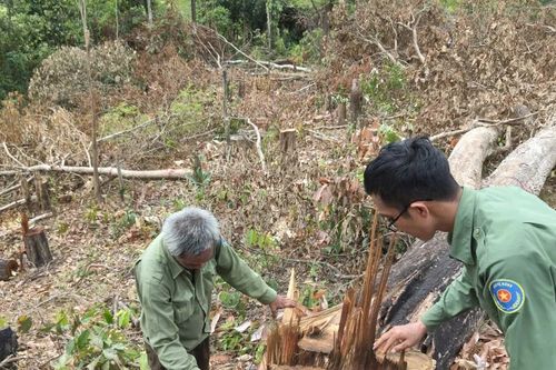 Vụ rừng Ia Púch bị phá: Làm rõ trách nhiệm chủ rừng
