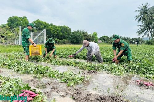 Đồn Biên phòng cửa khẩu quốc tế Hà Tiên giúp dân thu hoạch khoai lang bị ngập úng
