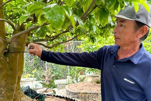 Sau Tết, nhà vườn tất bật 'hồi sức' mai vàng, chi phí cả chục triệu đồng