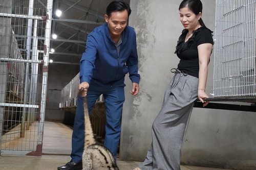 Chủ khách sạn ở Nghệ An đầu tư tiền tỷ nuôi chồn hương, thu tiền tỷ/năm