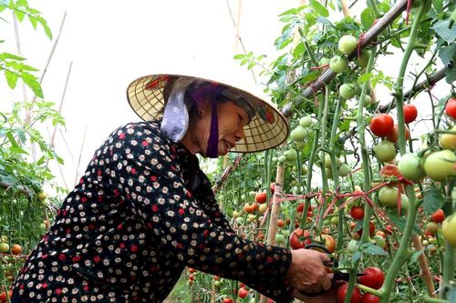 Cà chua rớt giá 3.000 đồng/kg, nông dân vựa rau Nghệ An thua lỗ