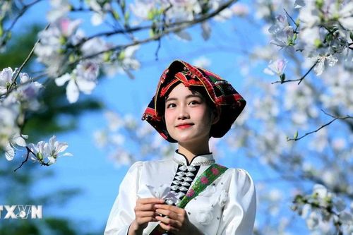 Hoa ban nở trắng níu chân du khách đến Sơn La