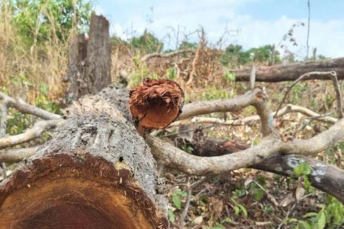 Gia Lai phát hiện hàng chục cây gỗ bị cưa hạ trái phép ở rừng phòng hộ