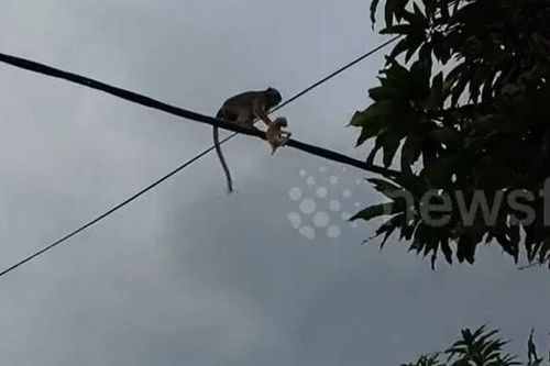 Khỉ hoang đột nhập nhà dân bắt mèo con rồi bỏ trốn trên dây điện