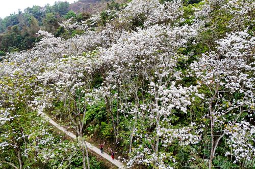 Rừng ban cổ Nặm Cứm gọi mời du khách