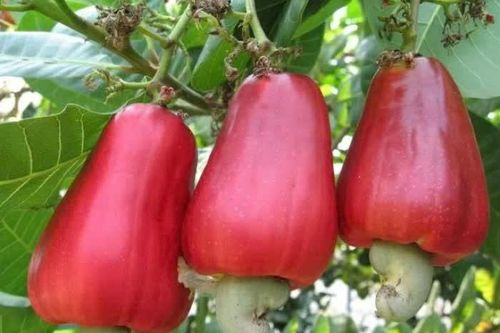 Từ phế phẩm đến tài nguyên
