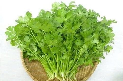 Những loại rau gia vị quen thuộc được ví như 'thần dược' cho tim mạch