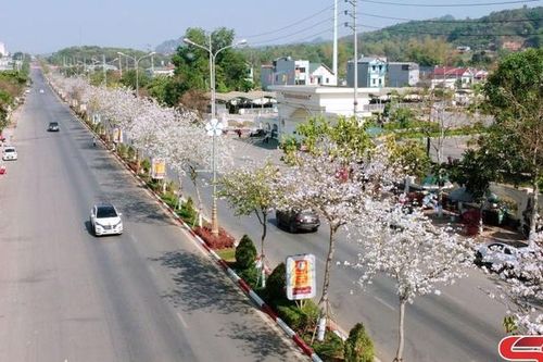 Hoa ban