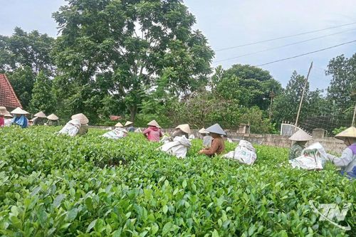 Hồng Nghè hướng đến nông thôn mới nâng cao