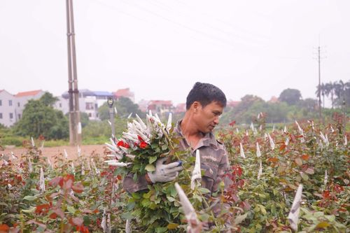 Làng hoa Tây Tựu trầm lắng trước ngày 8/3
