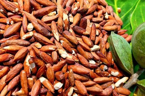 'Kho báu dưới gốc bàng' ở Côn Đảo: Từng rụng đầy gốc không ai để ý nay thành đặc sản nửa triệu/kg, du khách tò mò